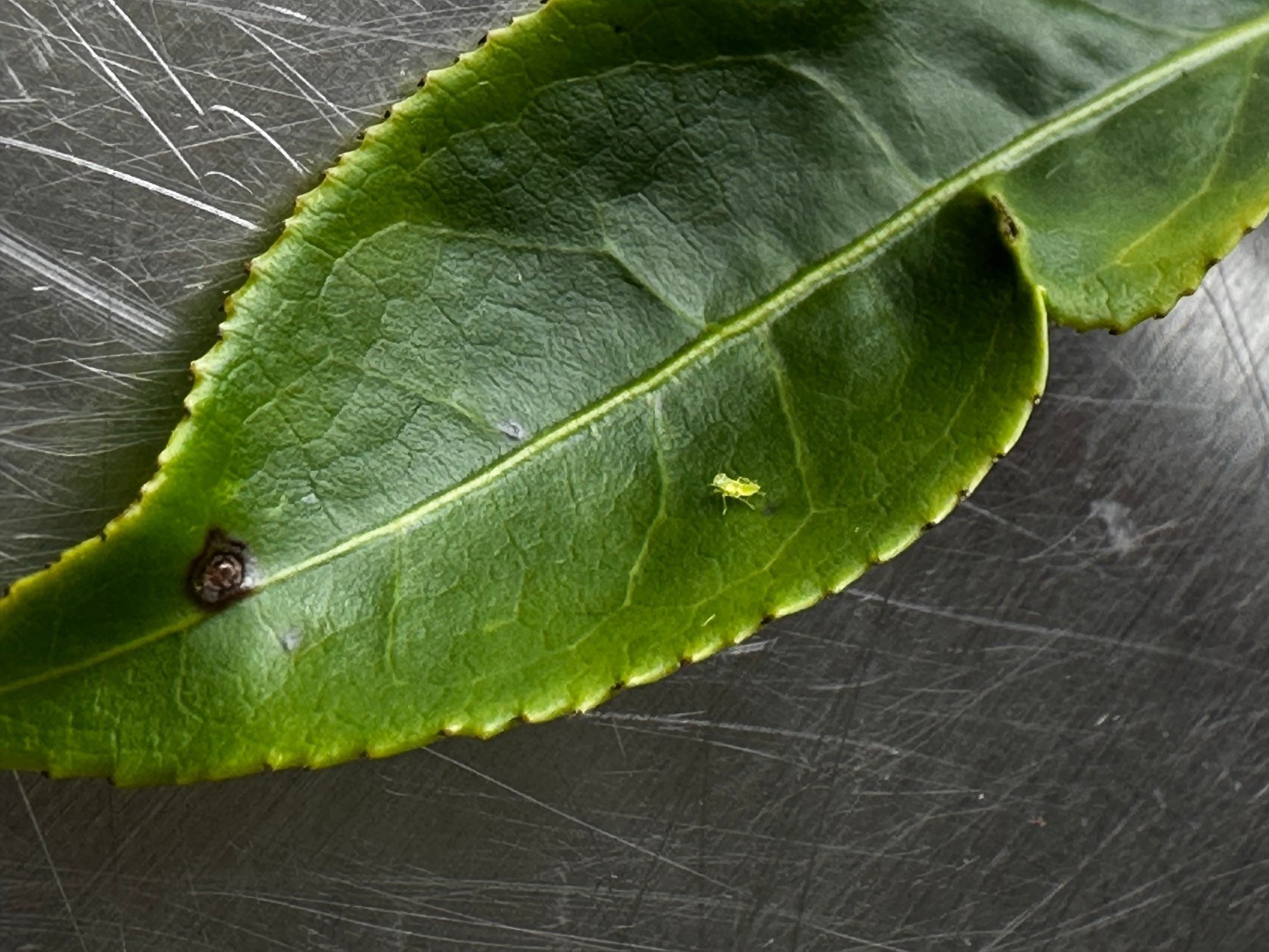 一則茶｜敬意和謙遜